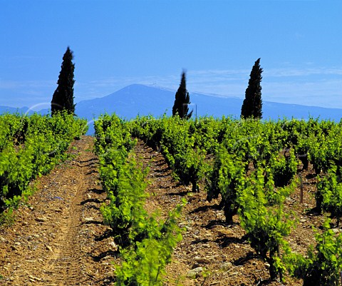 Mont Ventoux viewed over vineyard near   ChteauneufduPape Vaucluse France
