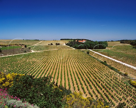 Chteau de Vaudieu surrounded by its vineyards  ChteauneufduPape Vaucluse France ChteauneufduPape
