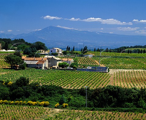 Mont Ventoux viewed over vineyards of  ChteauneufduPape Vaucluse France