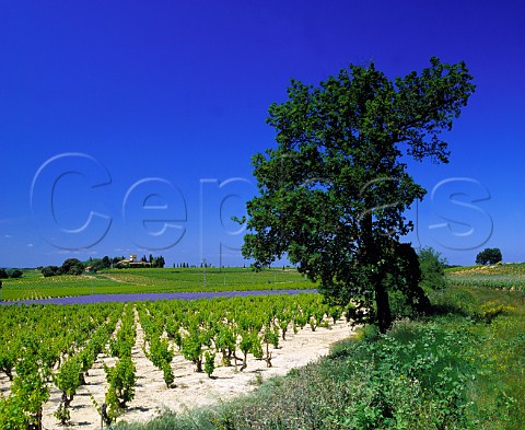 Phacelia planted in vineyard near Chteau de Cabrire ChteauneufduPape Vaucluse France