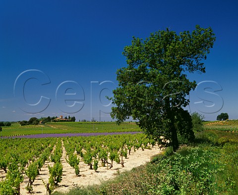 Phacelia planted in vineyard near Chteau de Cabrire ChteauneufduPape Vaucluse France                 