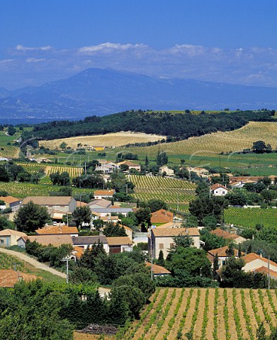 View over vineyards on the outskirts of ChteauneufduPape towards Mont Ventoux   Vaucluse France