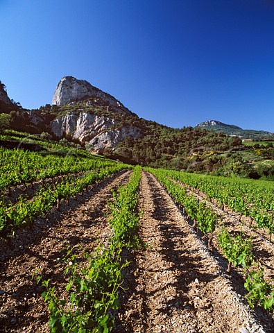 Vineyard on the slopes of the   Dentelles de Montmirail at Lafare   near BeaumesdeVenise Vaucluse France   AC Ctes du RhneVillages