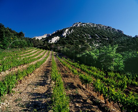 Grenache vineyard of Domaine de Cassan high on the slopes of the Dentelles de Montmirail Lafare Vaucluse France Gigondas  BeaumesdeVenise