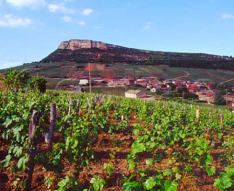Chardonnay vineyard above Vergisson SaneetLoire   France   PouillyFuiss  Mconnais