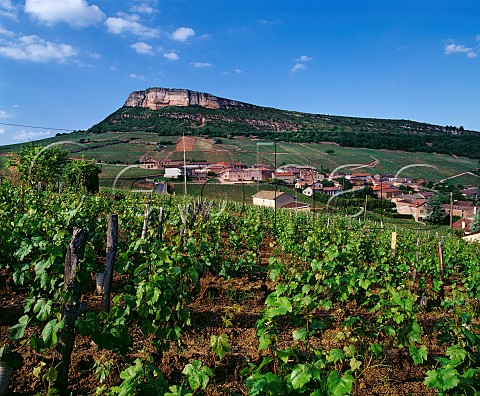 Chardonnay vineyard above Vergisson with its rock in the distance SaneetLoire France   PouillyFuiss  Mconnais