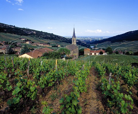 Chardonnay vineyard above Vergisson SaneetLoire   France     PouillyFuiss  Mconnais