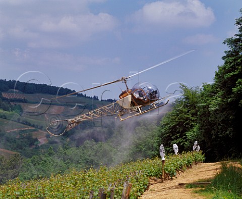 Helicopter spraying vineyard on the hill of Corton   PernandVergelesses Cte dOr France   AC CortonCharlemagne
