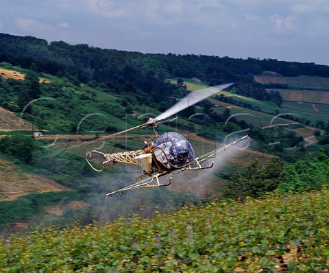 Helicopter spraying vineyard on the hill of Corton PernandVergelesses Cte dOr France   AC CortonCharlemagne