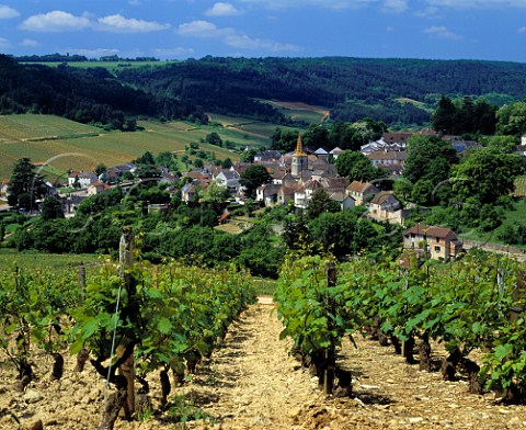 View down to PernandVergelesses from vineyard on   the hill of Corton Cte dOr France   AC CortonCharlemagne