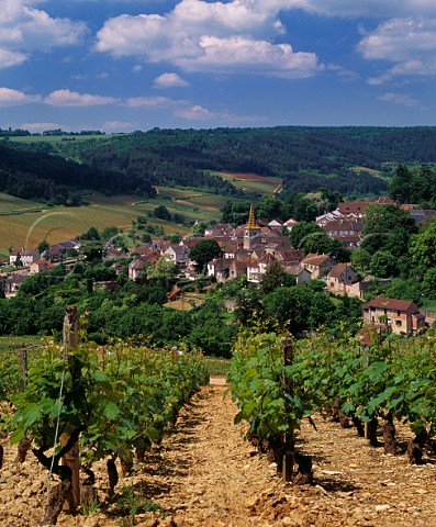 View down to PernandVergelesses from vineyard on the hill of Corton Cte dOr France CortonCharlemagne
