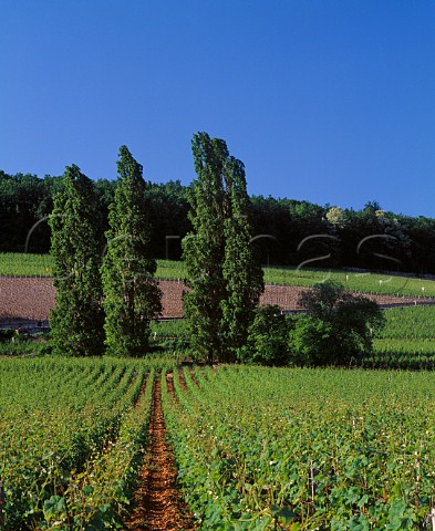 Lombardy Poplar trees in vineyard on the hill of Corton AloxeCorton Cte dOr France CortonCharlemagne  Corton
