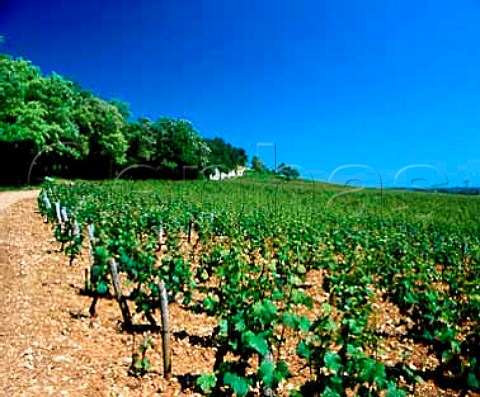Les Argillires vineyard PrmeauxPrissey  Cte dOr France  NuitsStGeorges
