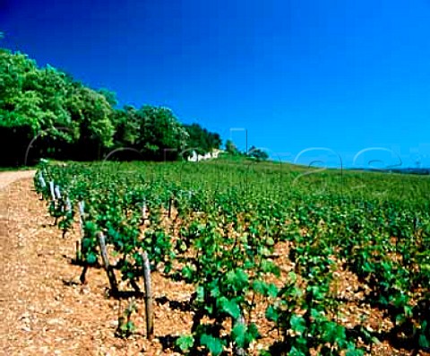 Les Argillires vineyard PrmeauxPrissey  Cte dOr France  NuitsStGeorges