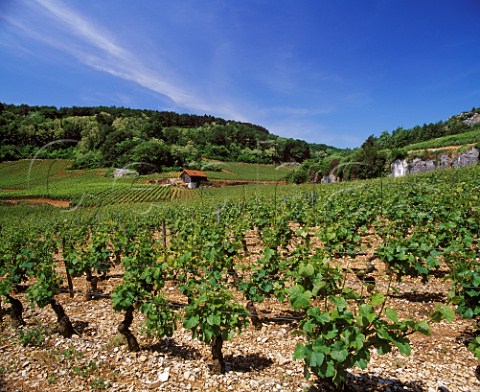 Les Chaboeufs vineyard NuitsStGeorges   Cte dOr France  Cte De Nuits Premier Cru