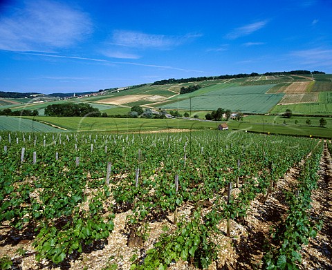Mont de Milieu vineyard Fleys Yonne France   Chablis Premier Cru