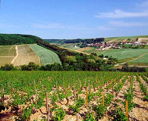 Les Fourneaux vineyard at Fleys Yonne France   Chablis Premier Cru