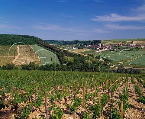 Les Fourneaux vineyard with village of Fleys in distance Yonne France   Chablis Premier Cru
