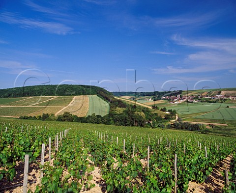 Les Fourneaux vineyard at Fleys Yonne France   Chablis Premier Cru