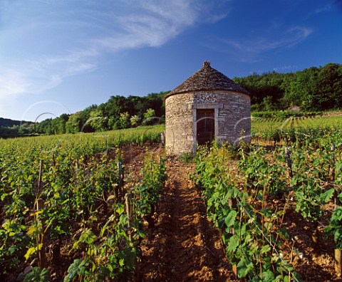 Traditional stone hut cabotte in Les Vergelesses vineyard at SavignylsBeaune Cte dOr France  Cte de Beaune Premier Cru