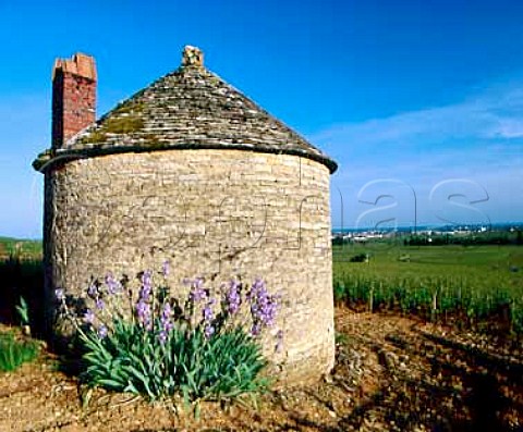Traditional stone hut cabotte in Les Vergelesses   vineyard SavignylsBeaune Cte dOr France  Cte de Beaune