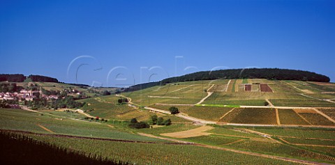 PernandVergelesses village and the hill of Corton viewed from En Caradeux vineyard  Cte dOr France  Cte de Beaune