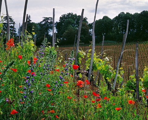 Spring flowers on fallow ground next to   vineyard on the hill of Hermitage TainlHermitage Drme France Hermitage