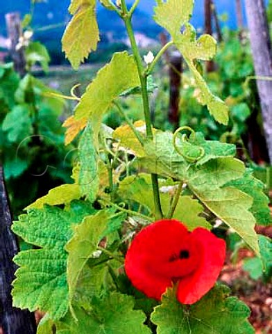 Poppy and Syrah vine on the hill of Hermitage   Tain lHermitage Drme France Hermitage