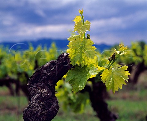 Early spring leaves on old Grenache vine Cairanne Vaucluse France Ctes du RhneVillages