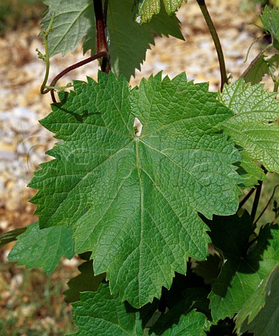 Mourvdre leaf in vineyard at Rasteau   Vaucluse France  CtesduRhneVillages