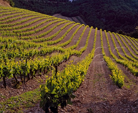 Vineyard of Domaine la Bouissire high on the slopes of the Dentelles de Montmirail above Gigondas Vaucluse France  AC Gigondas