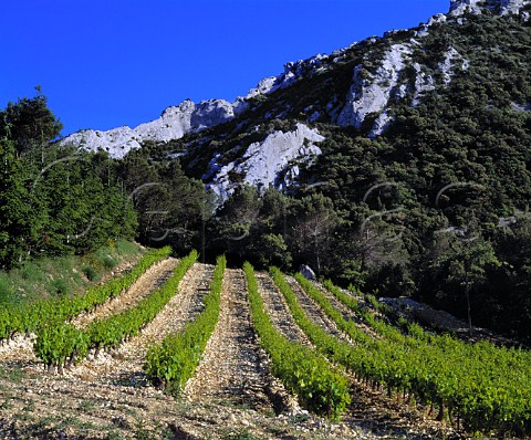 Vineyard of Domaine de Cassan high in the Dentelles   de Montmirail Gigondas Vaucluse France     Gigondas  BeaumesdeVenise  Ctes du   RhneVillages