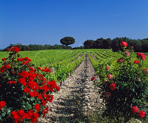 Rose bushes at end of vineyard rows Rochegude   Drme France  Ctes du RhneVillages