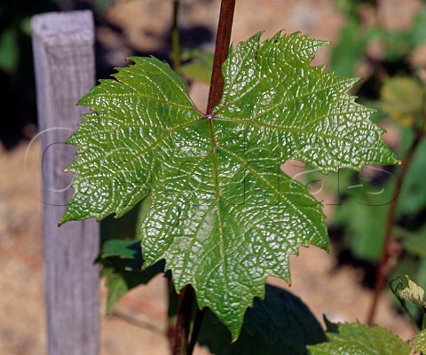 Gamay leaf Morgon France  Morgon  Beaujolais