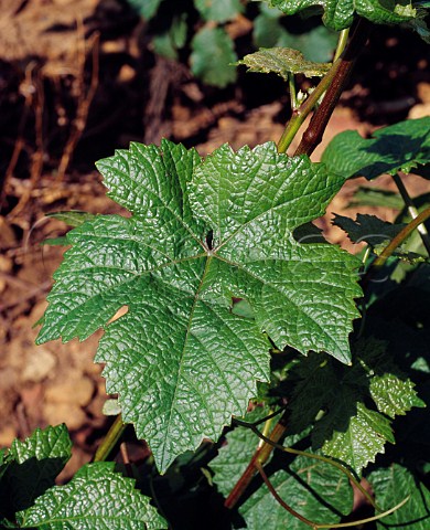 Pinot Noir leaf AloxeCorton Cte dOr France  Corton