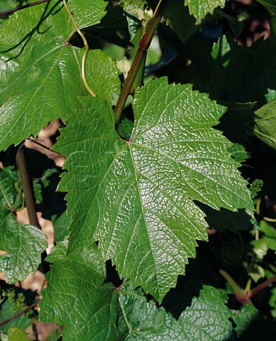Chardonnay leaf in vineyard of Domaine   Bonneau du Martray PernandVergelesses   Cte dOr France  CortonCharlemagne