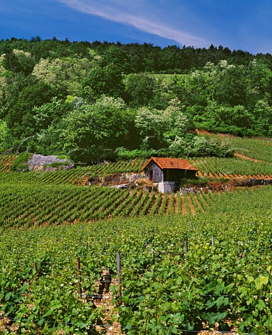 Les Chaboeufs vineyard NuitsStGeorges  Cte dOr France  Cte De Nuits Premier Cru