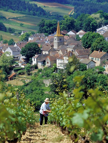 Tending Pinot Noir vines on the hill of Corton above PernandVergelesses Cte dOr France