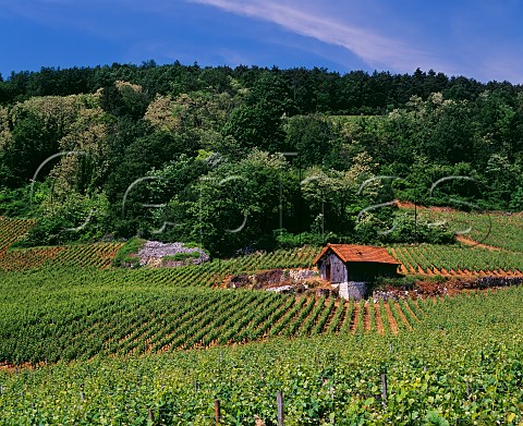 Cabotte in Les Chaboeufs vineyard NuitsStGeorges Cte dOr France Cte De Nuits Premier Cru
