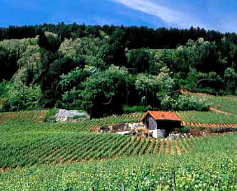 Les Chaboeufs vineyard NuitsStGeorges  Cte dOr France