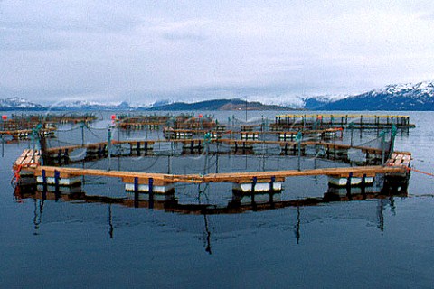 Salmon farm Troms Norway