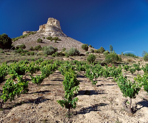 Old bushtrained Tinto Fino vineyard near  Pesquera de Duero Castilla y Len Spain   Ribera del Duero