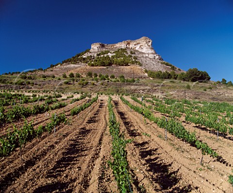 Young vineyard near Pesquera de Duero   Castilla y Len Spain   Ribera del Duero