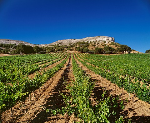 Vineyard near Pesquera de Duero Castilla y Len Spain Ribera del Duero