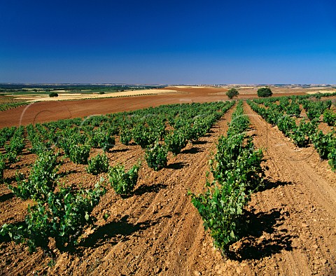 60year old Tinto Fino vineyard of Dominio de Pingus at La Horra Burgos province Spain Ribera del Duero