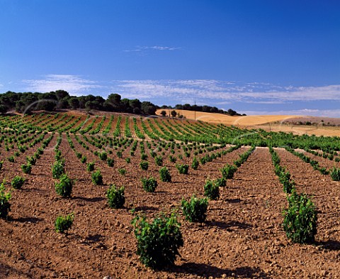Vineyards near Toro Castilla y Len Spain  Toro