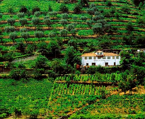 Vineyards and olive trees of Quinta de San Jose in   the Douro valley near Pso da Rgua Portugal       Douro  Port