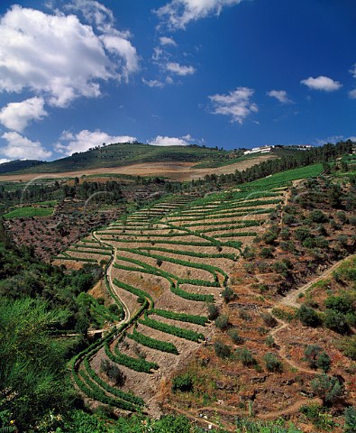 Terraced vineyards of Taylors Quinta do Junco Pinho Portugal   Port  Douro