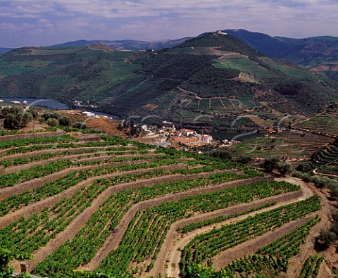 Terraced vineyards of Taylors Quinta do Junco above Pinho and the Douro River Portugal  Port  Douro