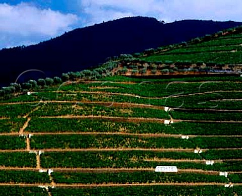 Terraced vineyards of Delaforces Quinta da Corte   near Pinho Portugal  Douro  Port